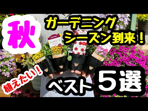 ヘザー:秋に最も美しい5つの品種 植物