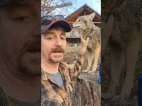 WEAVE THE COYOTE EXPLAINED! 🐺 #love #life #cute #animals #weavethecoyote #friends #family #wildlife