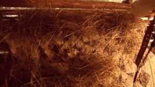 Road Ravens - Fly (2014)