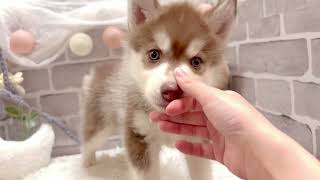 シベリアンハスキーの動画01