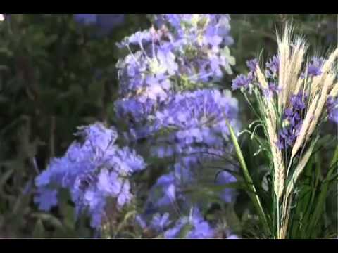 Nina Savu   Ard o focul dragostea