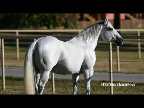 WH Legends Volume 9 – Playgun