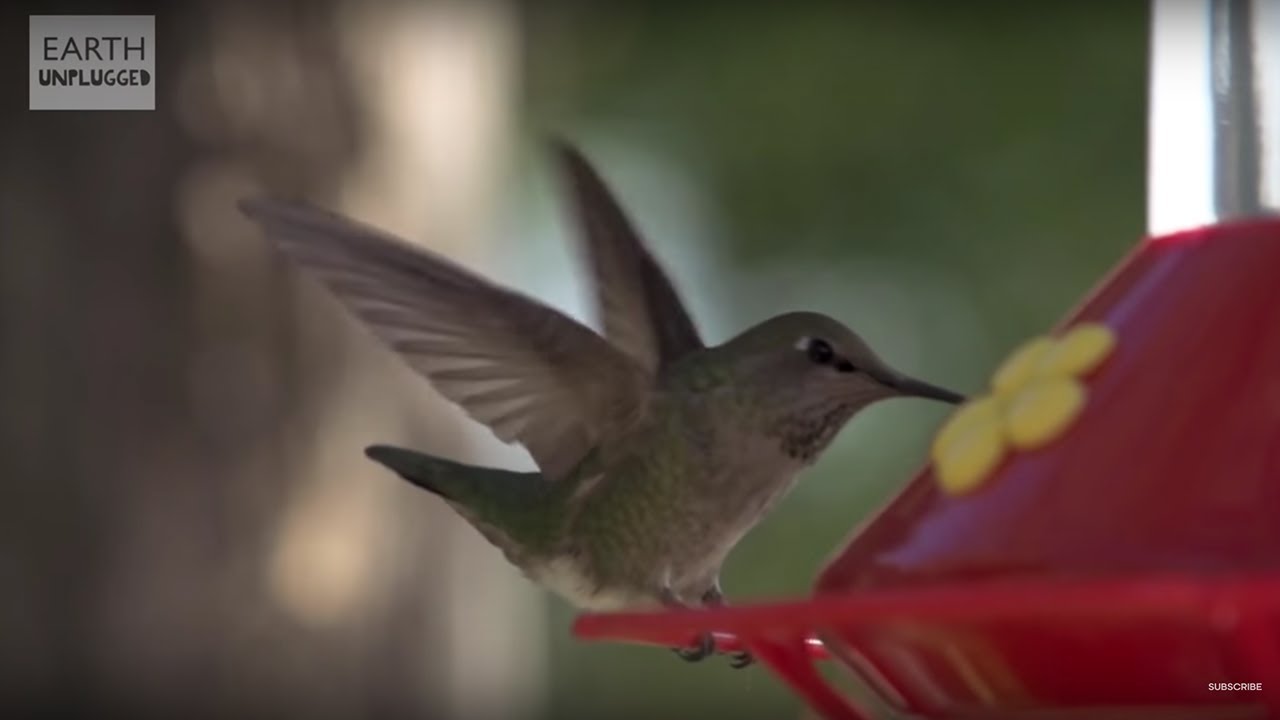 Hummingbirds In Slow Motion | BBC Earth