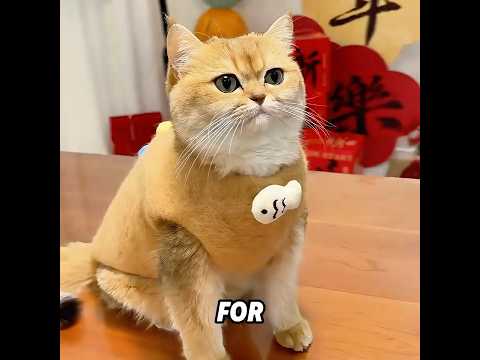 Do you know how cats “change their clothes”?#cat #funny #cute #shorts