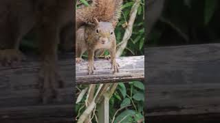 O esquilo brasileiro #animais
