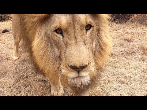 Walking With Lions – Be Like George & Yame  | The Lion Whisperer