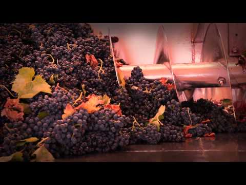 La Vendemmia a Torrecuso