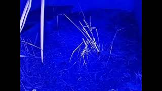 ダルマガエル観察ライブ20250930