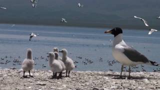 Video : China : New arrivals at QingHai Lake - video