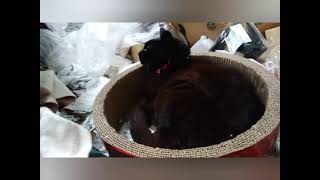 【ネコ】17歳の、クロちゃん【お別れの時】