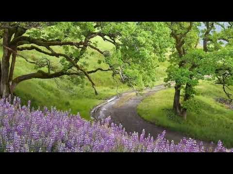 Priča - Miloš Crnjanski (interpretacija Zrinko Kapetanić)