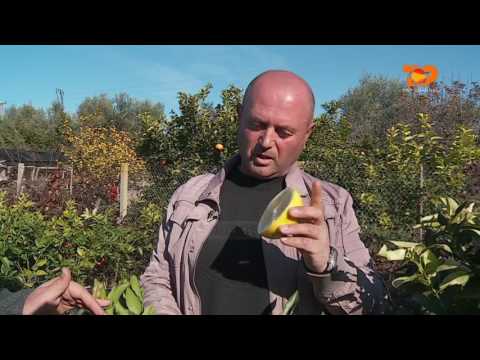 Ne Shtepine Tone, 12 Janar 2017, Pjesa 2 - Top Channel Albania - Entertainment Show