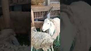 Download lagu domba kawin  #domba #dombakawin #kambingkawin #kambing #peternakandomba  #peternakdomba mp3