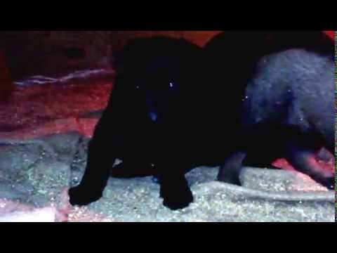 Puppies eating first canned food 10 23 14