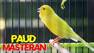 Download lagu MASTERAN KENARI PAUD DURASI PANJANG, COCOK BUAT PANCINGAN KENARI PAUD BELAJAR BUNYI mp3