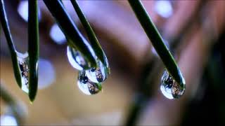 Amazing Nature -by  Andrew @ Pianissimo Music Academy