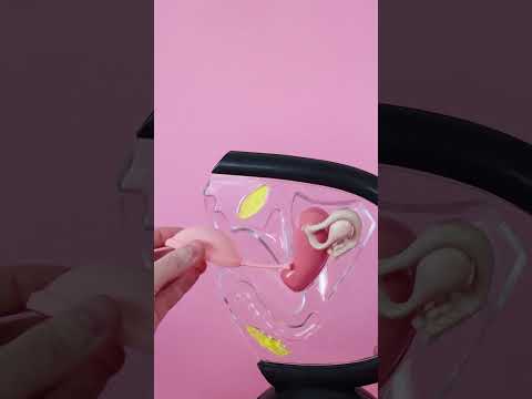 3 different ways to insert a Menstrual Disc