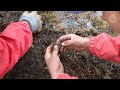 Most Deaths Are Caused By Falls Myanmar Herbal Medicine Hunter Radio Free Asia RFA