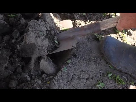 Shovel Digging In A Garden Stock Video