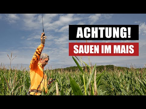 Achtung, Sauen im Mais! So nutzt man eine Wärmebilddrohne um die Rottenstruktur zu erkennen
