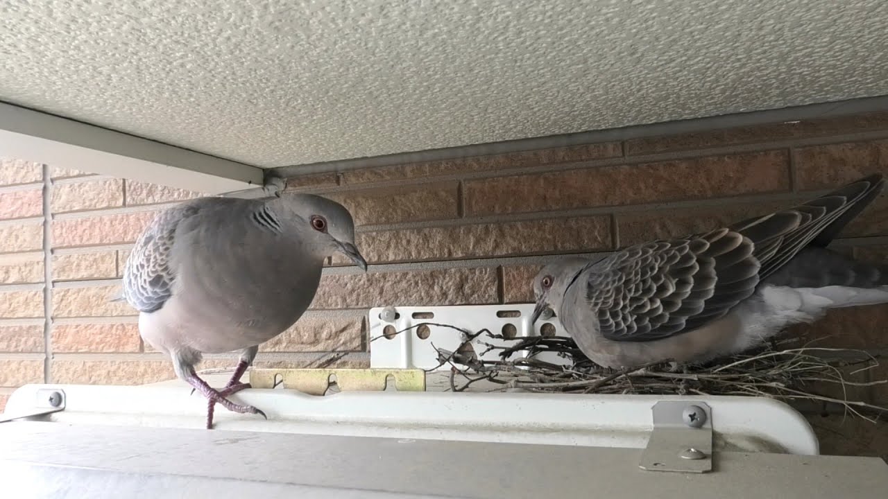 キジバトの巣が落下したので、作り直しです。　2025.6.30