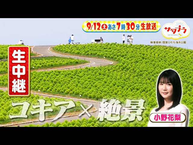 サタプラ🈑試して！冷凍麺★№１が伝授！LINE新機能★小野花梨×コキア絶景生中継
