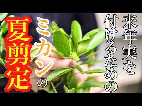 エスパリエ果実の夏剪定 トピックス