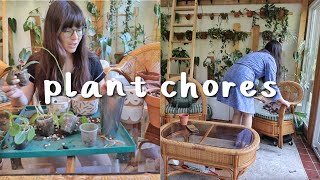 Plant Chores | repotting Hoya & cleaning up!