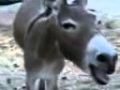 V�deo de burro a rir