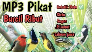 Download lagu Suara Pikat 5 Burcil Ribut Langsung Sikat Luurr... mp3
