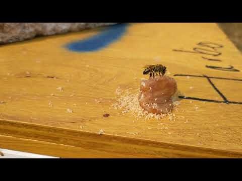 Wax and Propolis recycling by WSU Caucasian Honey bees