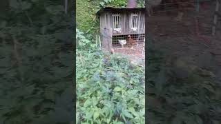 die my cat for save a chicken 🐔