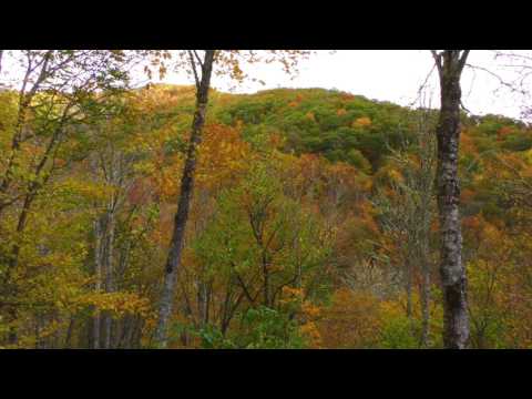 Relaxing Fall Leaves Blowing in the Wind in Maggie Valley North Carolina