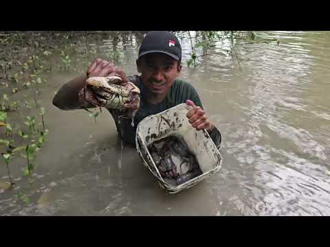 Pegando e comendo caranguejo no mangue