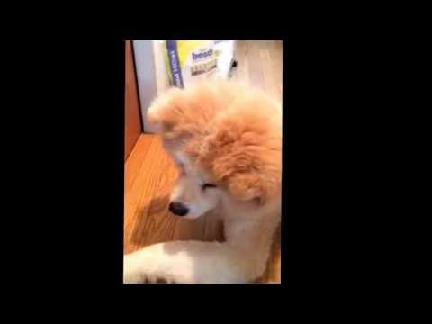 Akita Inu "I don't really know how to play with Kong".