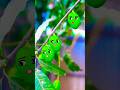 Bangla Cartoon Video Cartoon Video Cartoon Story Cartoon Short Movie