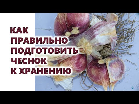 , title : 'Как правильно подготовить чеснок к зимнему хранению'