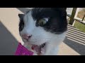 Tuxedo Cat Eating A Treat Outside