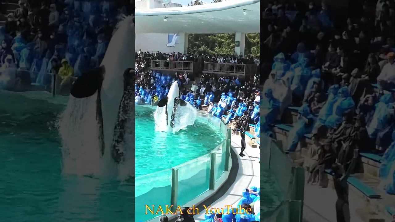 ラビーちゃんの水掛ジャンプ、#shorts　 #シャチ #orca #鴨川シーワールド #水族館 #シャチパフォーマンス #killerwhales＃癒し