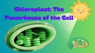 Chloroplasts: The Solar Powerhouse of the Cell! chloroplast, chloroplast structure