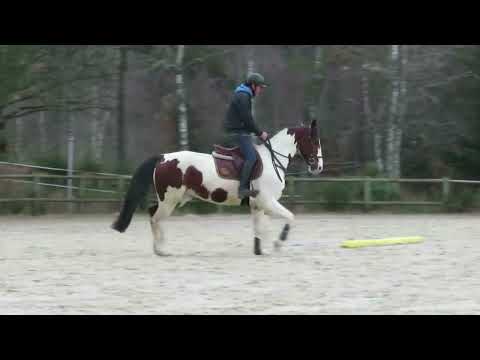 Castrone KWPN Cavallo da Sport Neerlandese In vendita 2018 Pezzato ,  Solaris Buenno