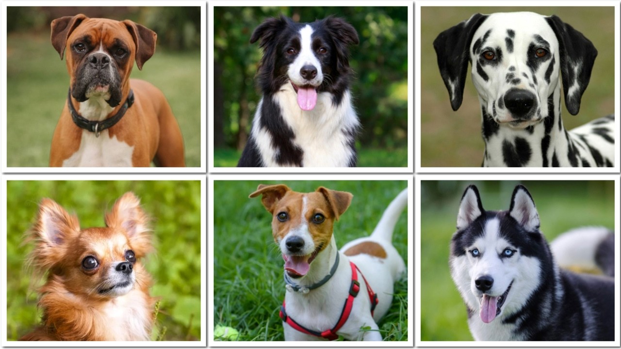 12 WORST Dog Breeds for Seniors (Some May Surprise You)