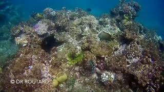 Australie : la grande barrière de corail (vidéo)