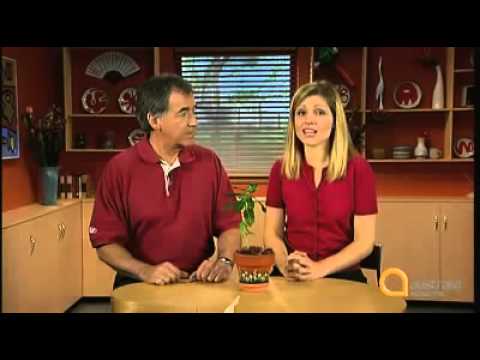 Living English - Episode 23 - If I were you