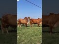 Bull And Cow Amazing Meeting
