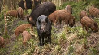 Download lagu suara babi hutan pikat suara rombongan cocok buat pikat pejantan // berburu hama B2 mp3 Download lagu suara babi hutan pikat suara rombongan cocok buat pikat pejantan // berburu hama B2 mp3