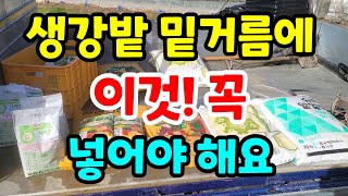생강재배 이건 꼭 넣어야 됩니다 / 생강재배 밑거름하기 / #생강밭만들기 / #생강심는시기 #생강밭만들기 #…