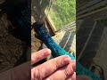 Remember on dumb and dumber - pretty bird.  Pretty bird.    Bobo.  Big massage baby