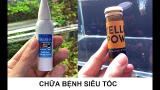 Chữa bệnh cho cá phần 2: Chữa sạch bệnh nấm cho cá sau 6 ngày điều trị