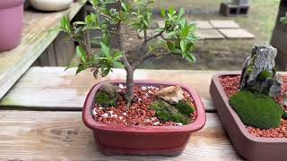 Natural State Bonsai Bench Tour for Dave's Bonsai Expo 2025